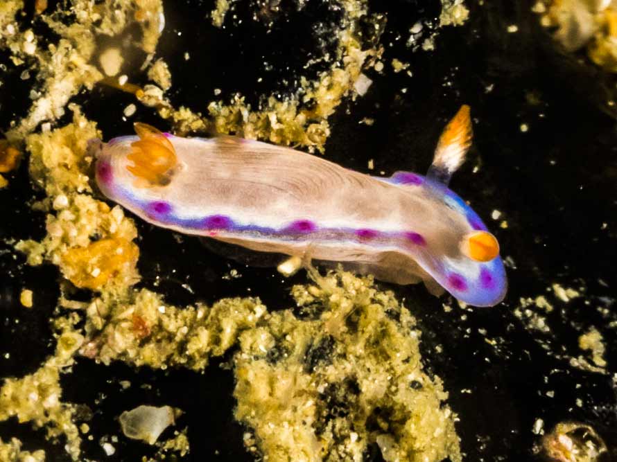 Hexabranchus lacer